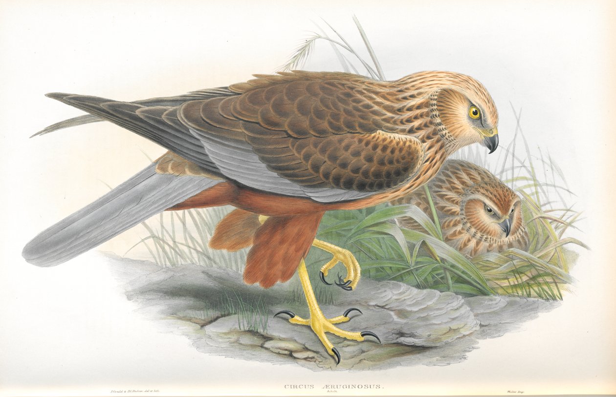 Illustration af Circus Aeruginosus (Marsh-Harrier) af John Gould