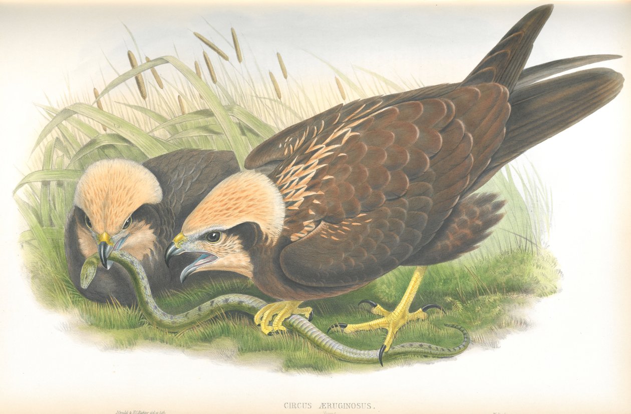 Illustration af Circus Aeruginosus (Marsh-Harrier), tegning af John Gould, fra The Birds of Great Britain udgivet af John Gould