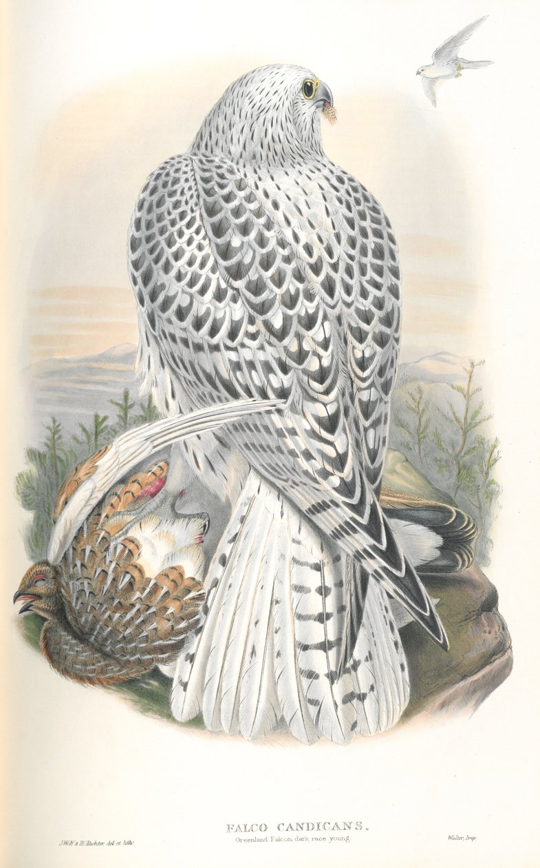 Illustration af Falco Candicans (Greenland Falcon Dark Race) af John Gould