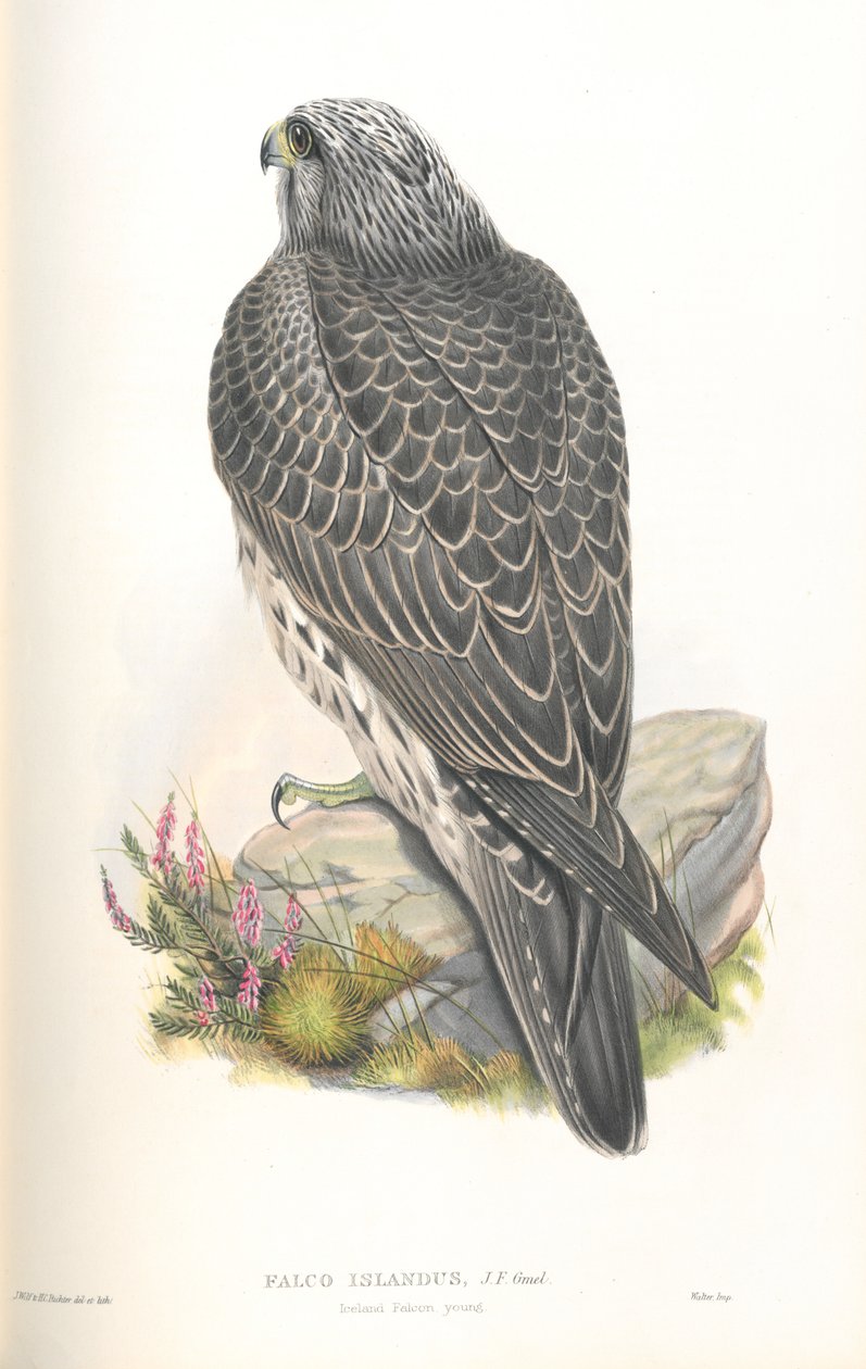 Illustration af Falco Islandus af John Gould