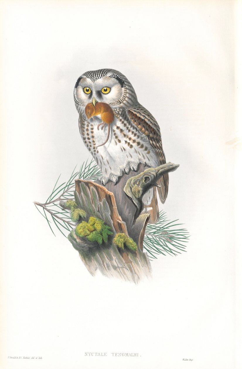 Illustration af Nyctale Tengmalm (Tengmalms ugle) af John Gould