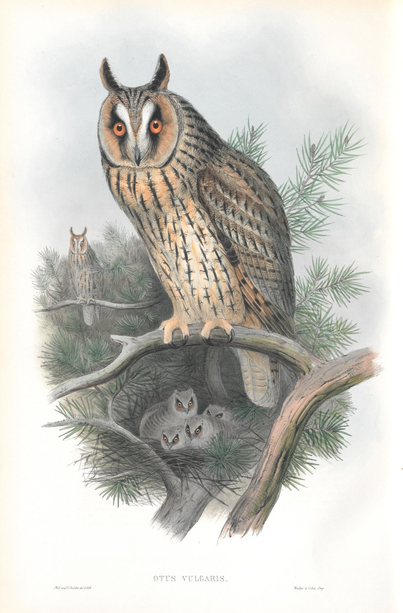 Illustration af Otis Vulgaris (langøret ugle) af John Gould