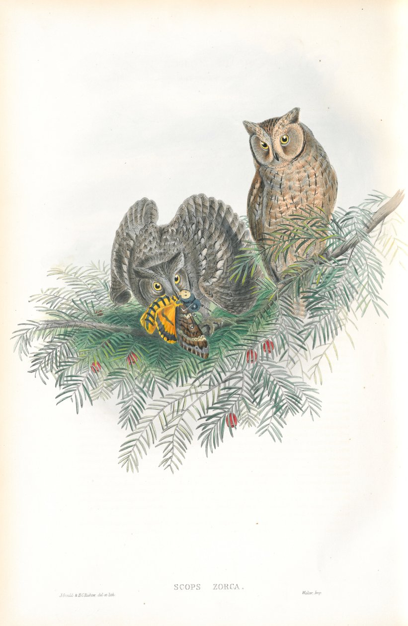 Illustration af Scops Zorca (Scops Ørredugle) af John Gould