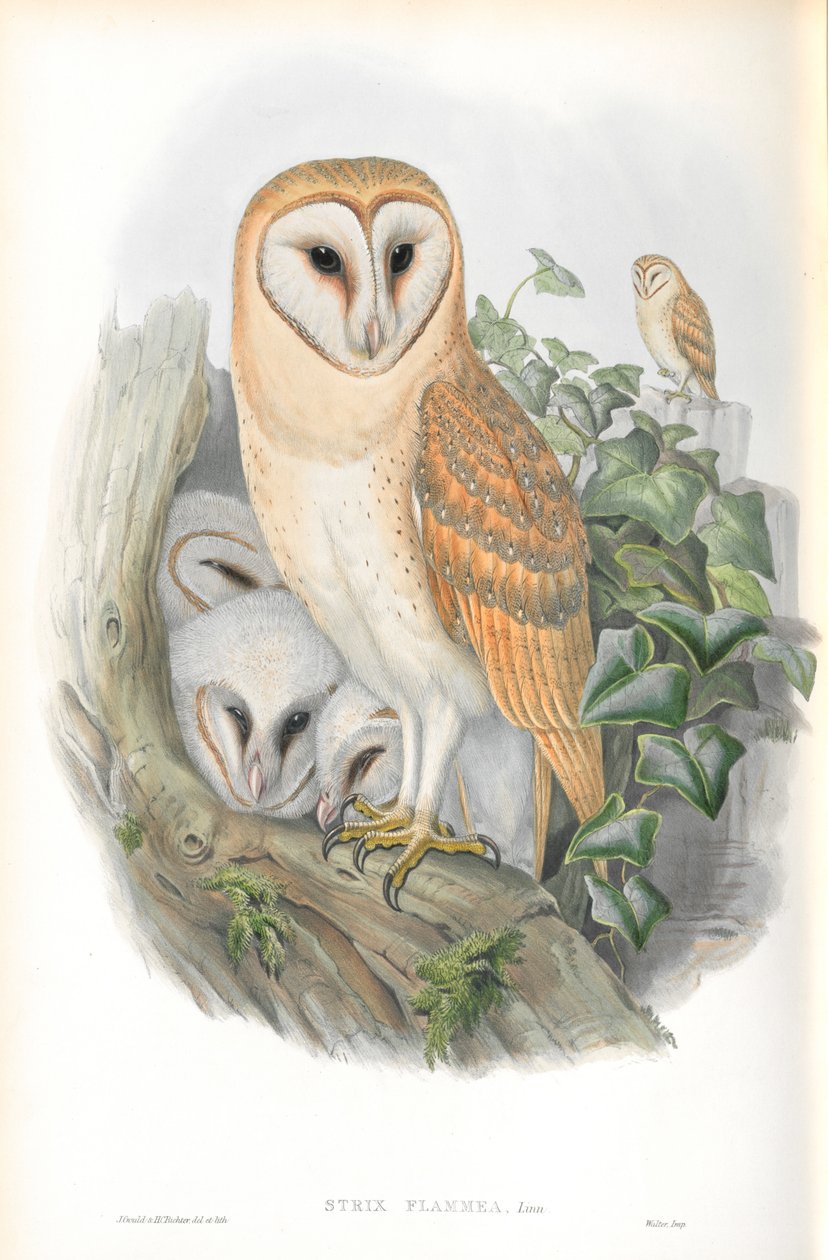 Illustration af Strix Flammea (Barn-Owl) af John Gould