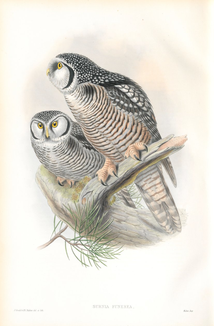 Illustration af Surnia Funerea (Høgeugle) af John Gould