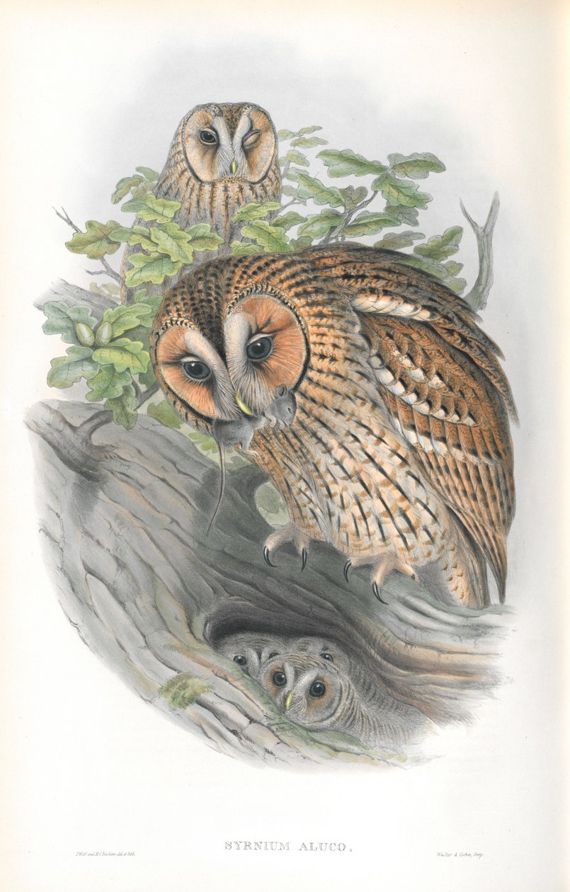 Illustration af Syrnium Aluco af John Gould
