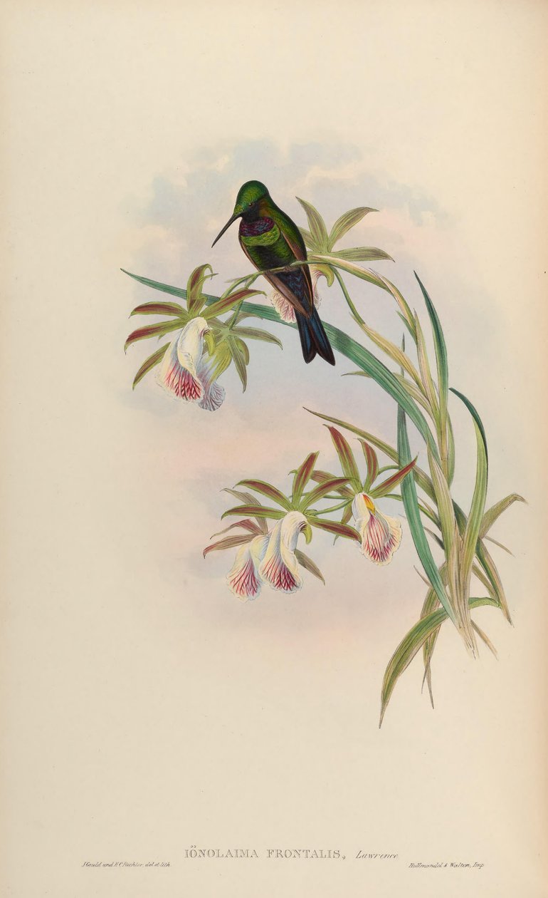 Ionolaima frontalis = Heliodoxa Schreibersii af John Gould
