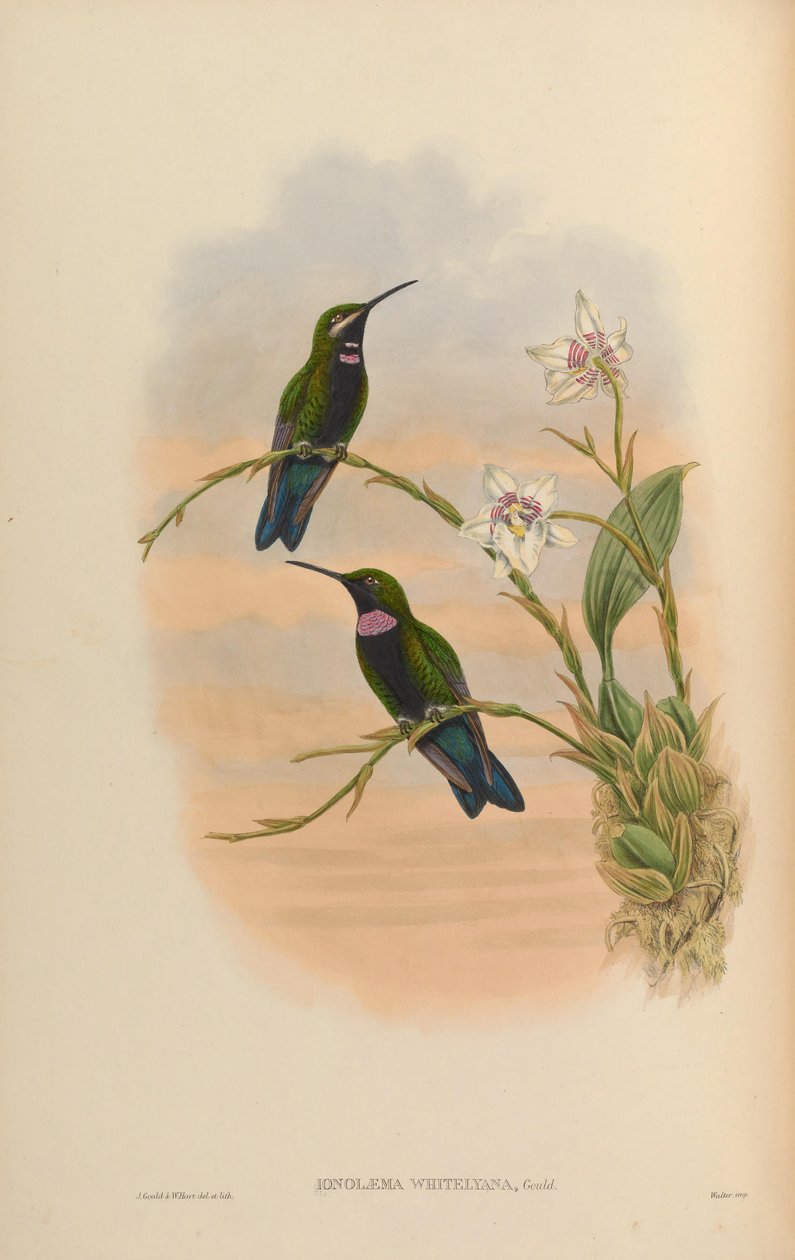 Ionolæma whitelyana = Heliodoxa schreibersii whitelyana af John Gould