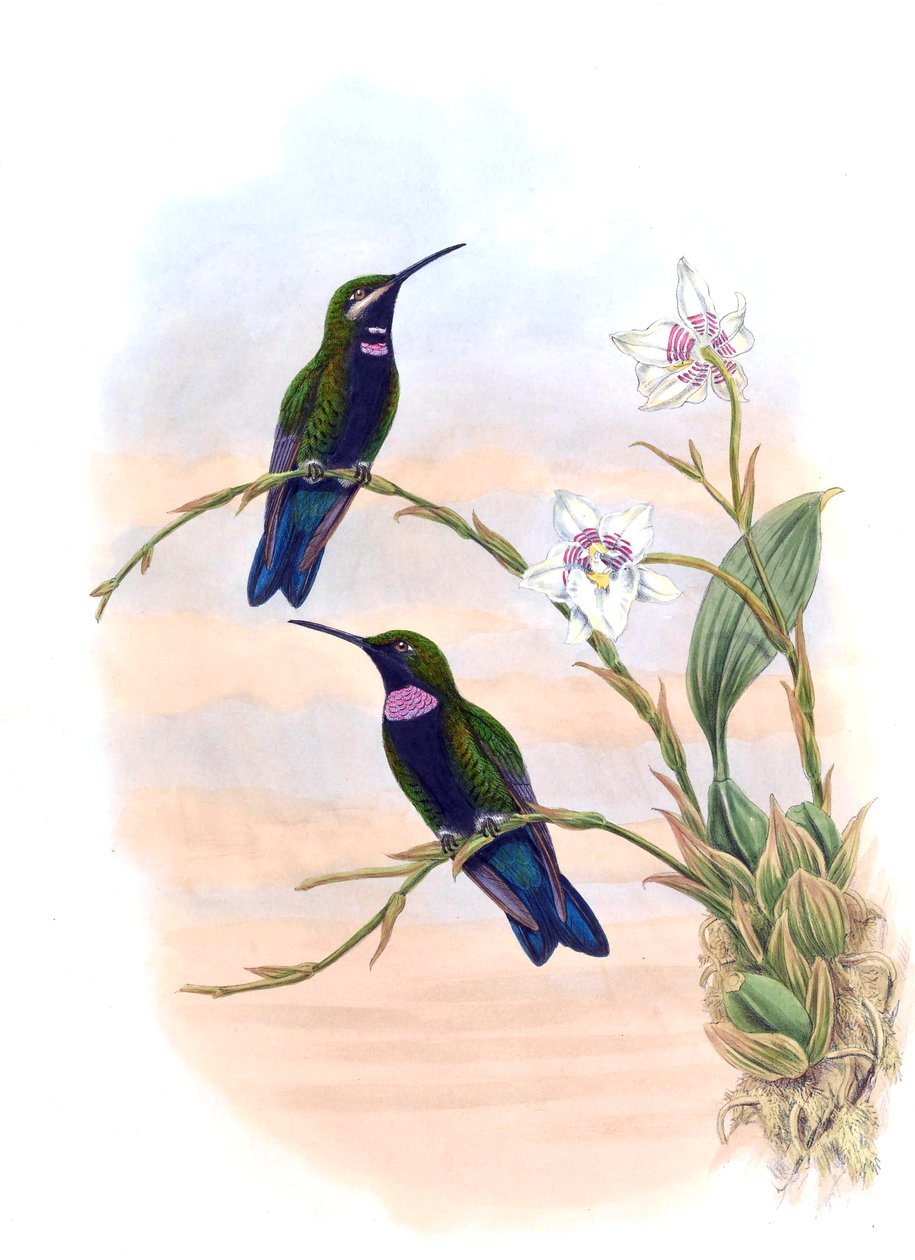 Ionolæma whitelyana = Heliodoxa schreibersii whitelyana af John Gould