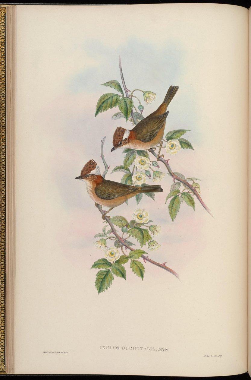 Ixulus occipitalis = Yuhina bakeri af John Gould