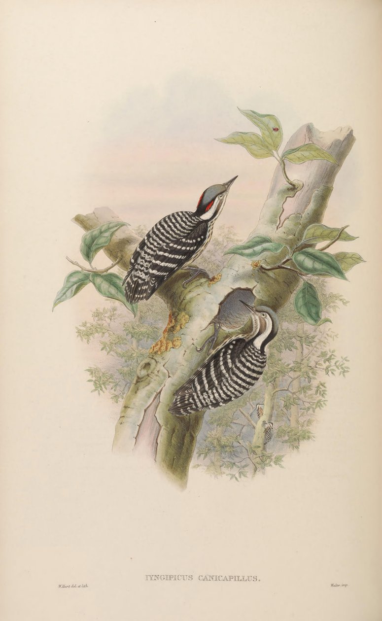 Iyngipicus canicapillus = Dendrocopos canicapillus [2] af John Gould