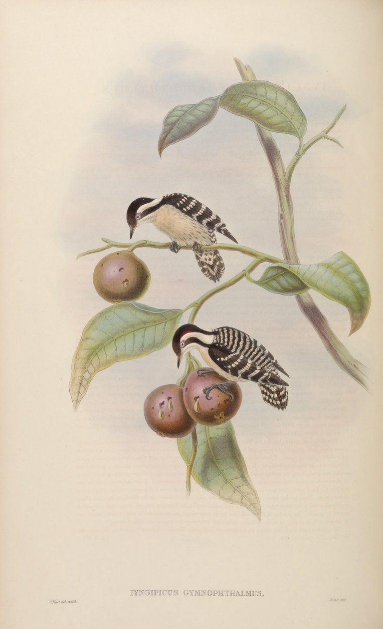 Iyngipicus gymnophthalmus af John Gould