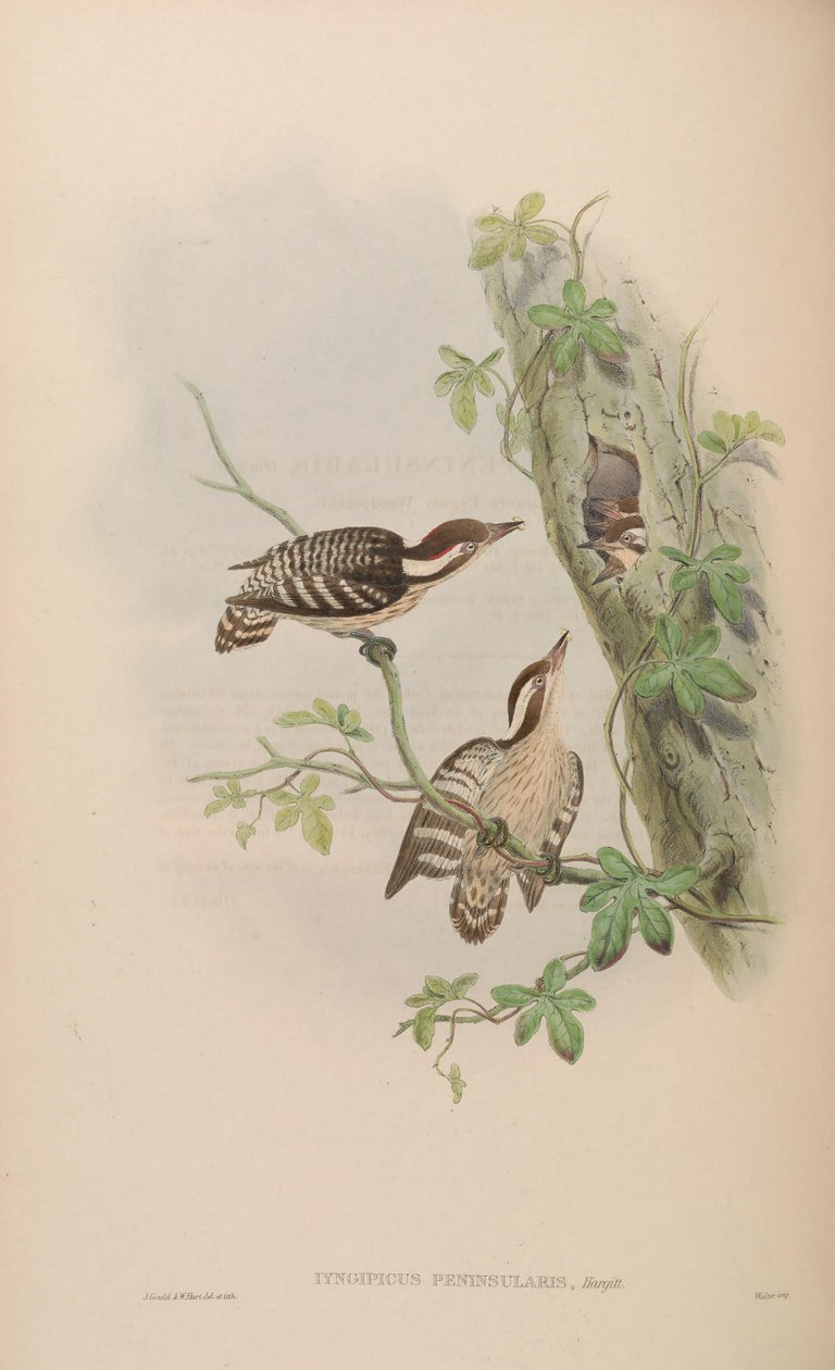 Iyngipicus gymnophthalmus peninsularis = Dendrocopos nanus gymnopthalmus [2] [3] af John Gould