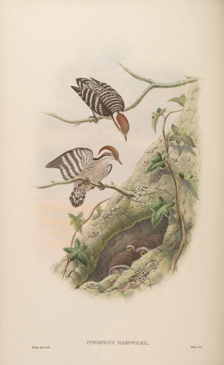 Iyngipicus hardwickii = Dendrocopos moluccensis hardwickii af John Gould