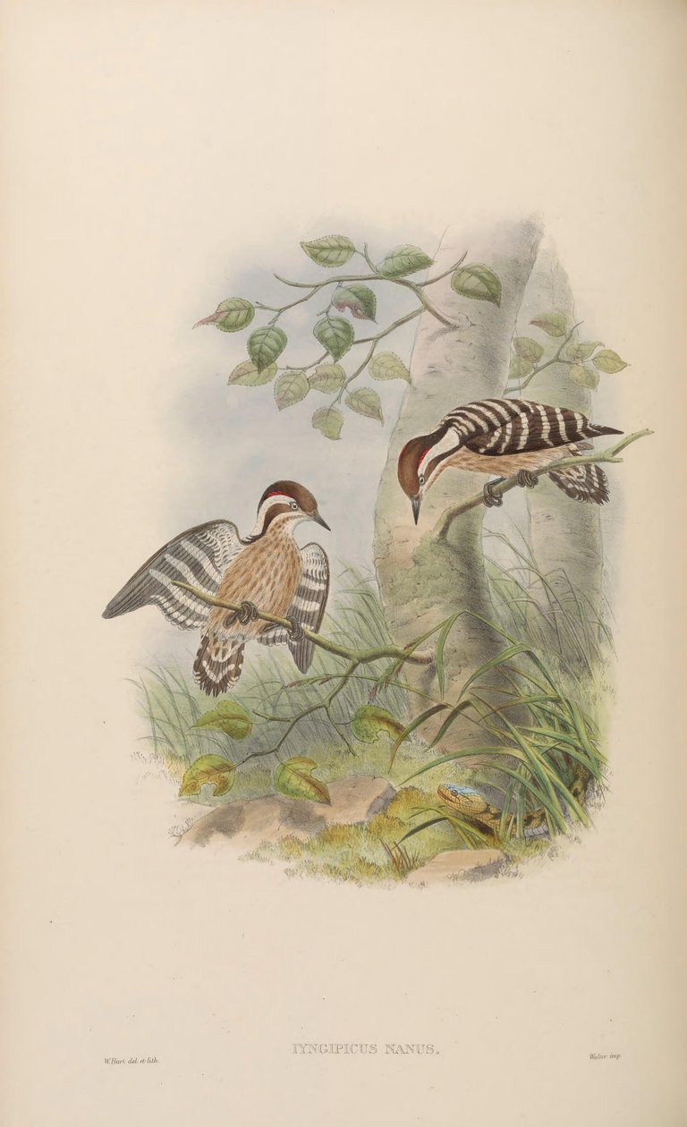 Iyngipicus nanus = Dendrocopos nanus af John Gould