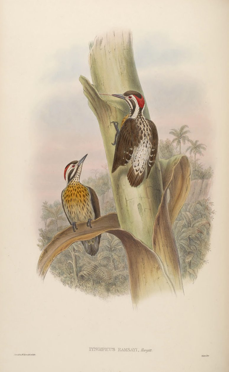Iyngipicus ramsayi = Dendrocopos ramsayi ramsayi af John Gould