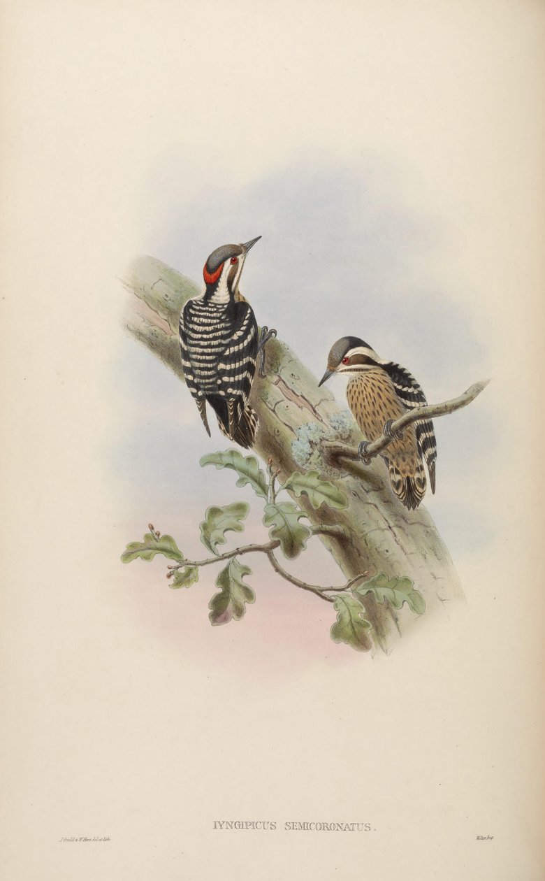 Iyngipicus semicoronatus = Dendrocopos canicapillus semicoronatus [2] af John Gould