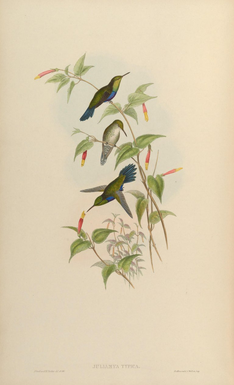 Juliamyia typica = Damophila juliae af John Gould
