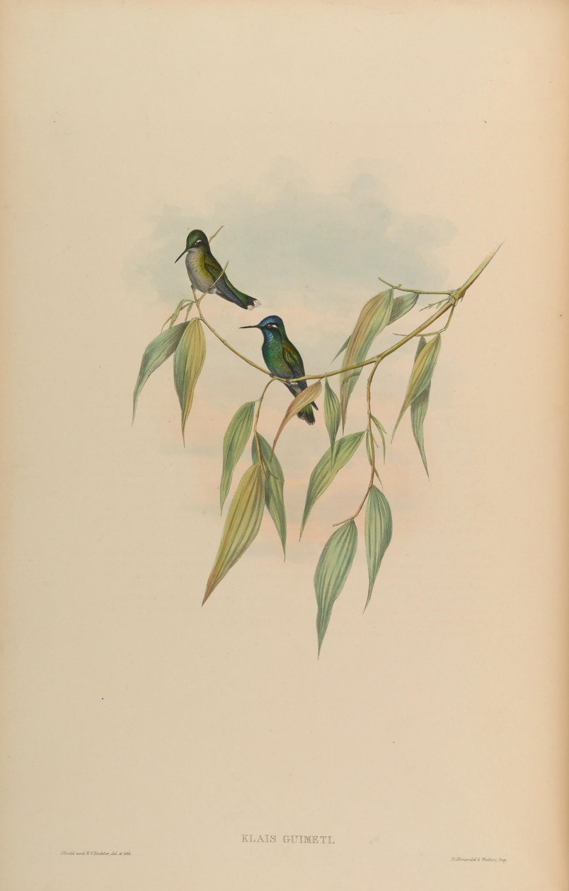 Clais lieimeti af John Gould