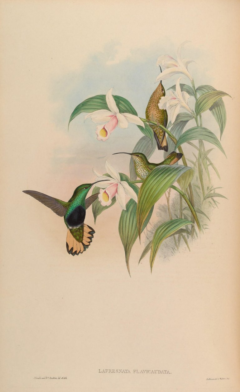 Lafresnaya flavicaudata = Lafresnaya lafresnayi flavicaudata af John Gould