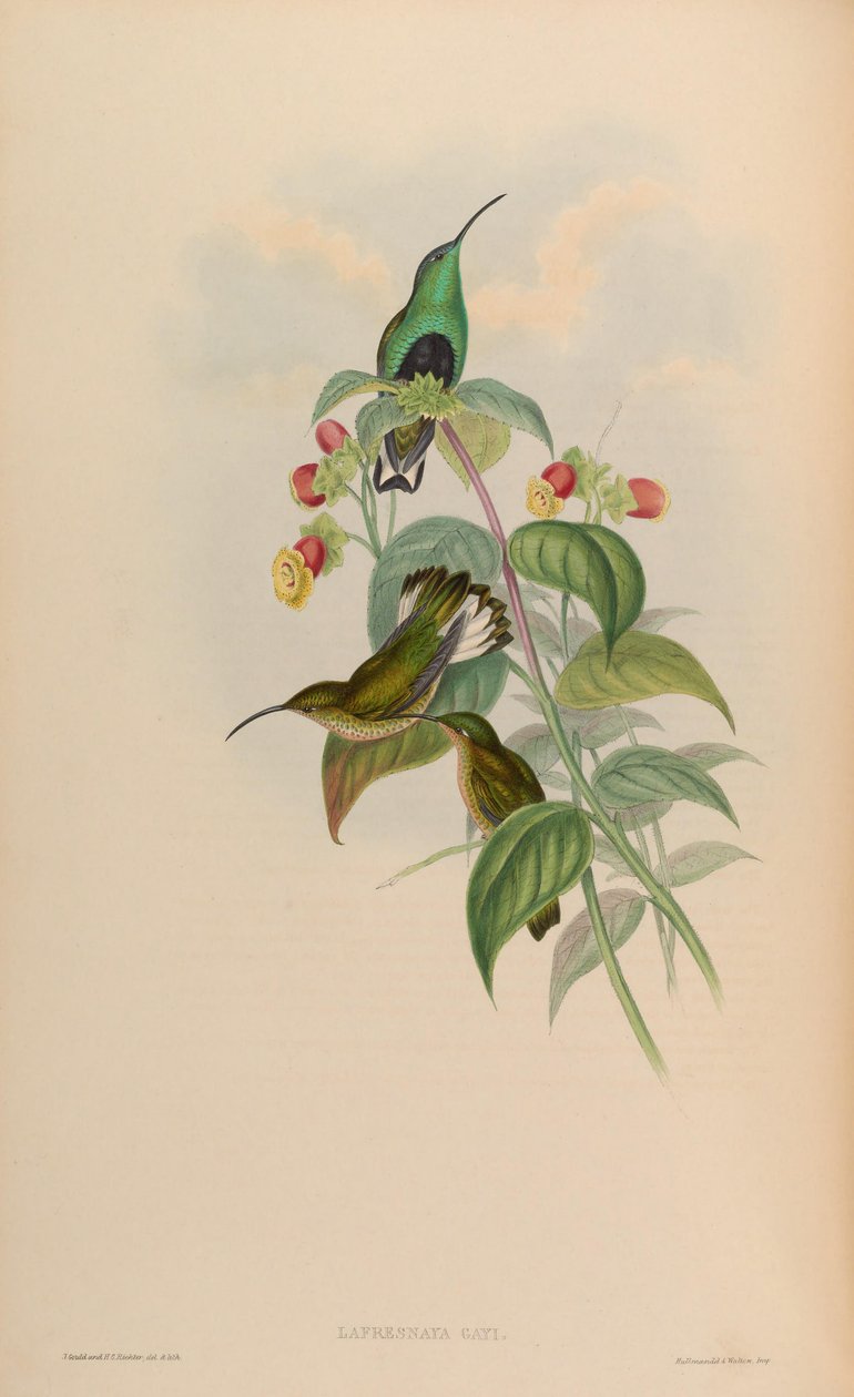 Lafresnaya gayi = Lafresnaya lafresnayi af John Gould