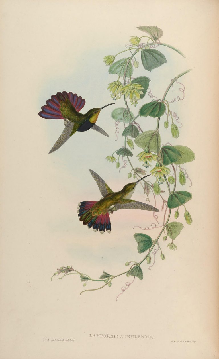 Lampornis aurulentus = Anthracothorax herre af John Gould