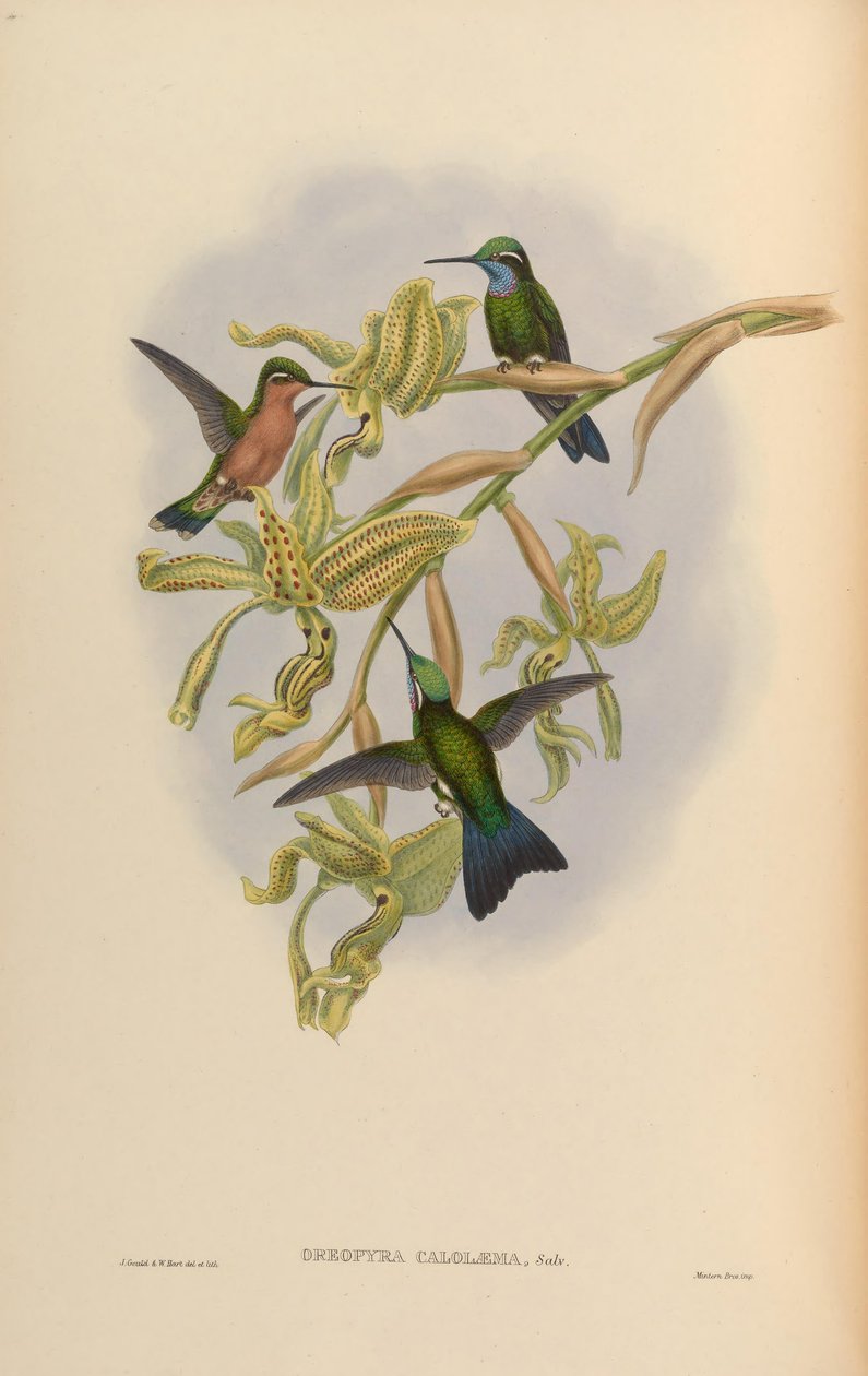 Lampornis calolaemus af John Gould