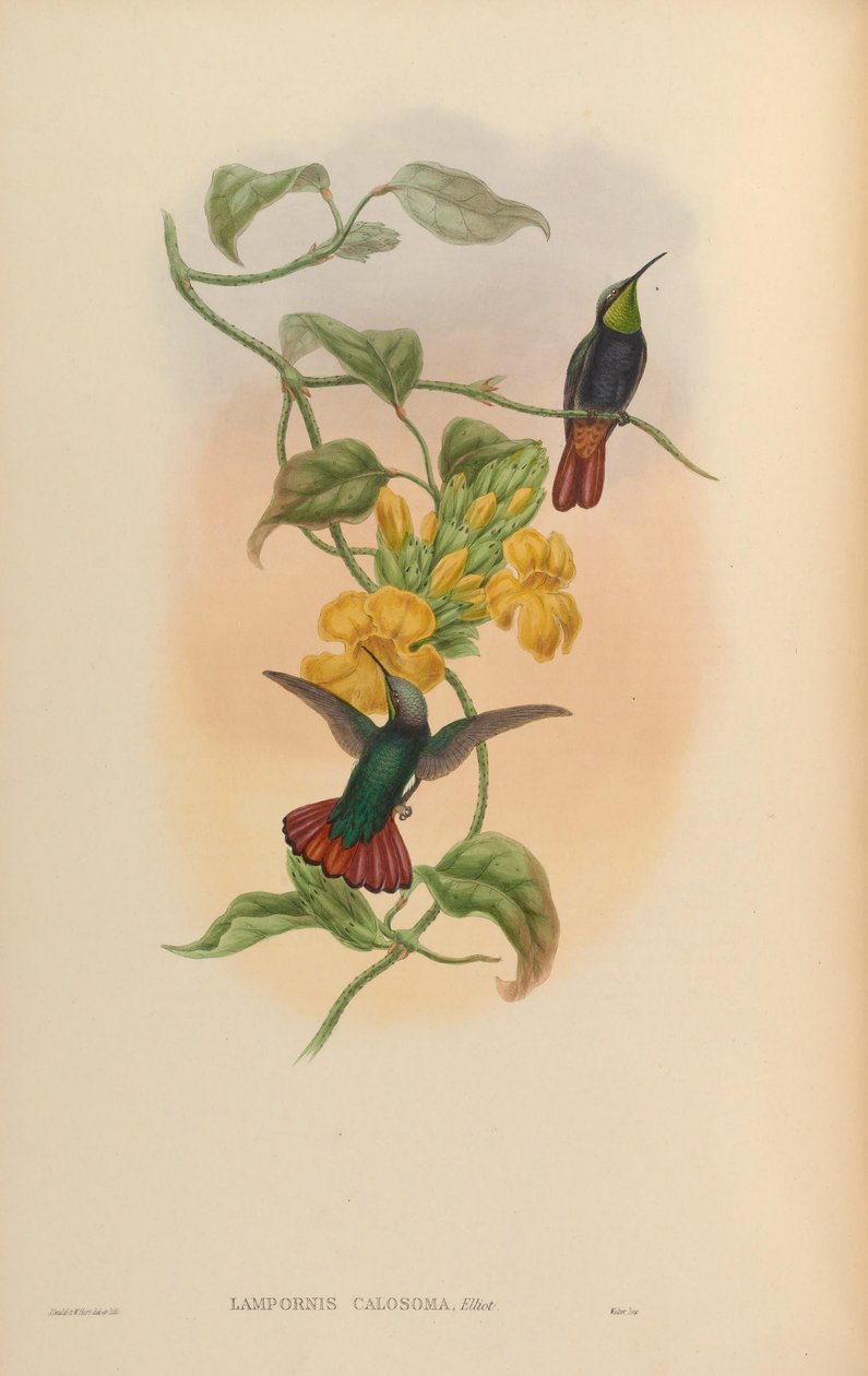 Lampornis calosoma af John Gould