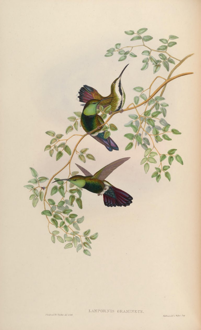 Lampornis gramineus = Anthracothorax viridigula graminea af John Gould