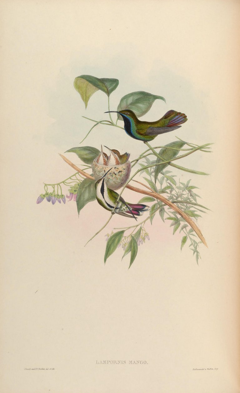 Lampornis mango = Anthracothorax nigricollis nigricollis af John Gould