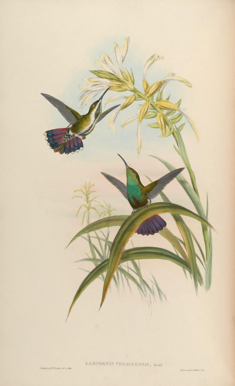 Lampornis veraguensis = Anthracothorax veraguensis af John Gould