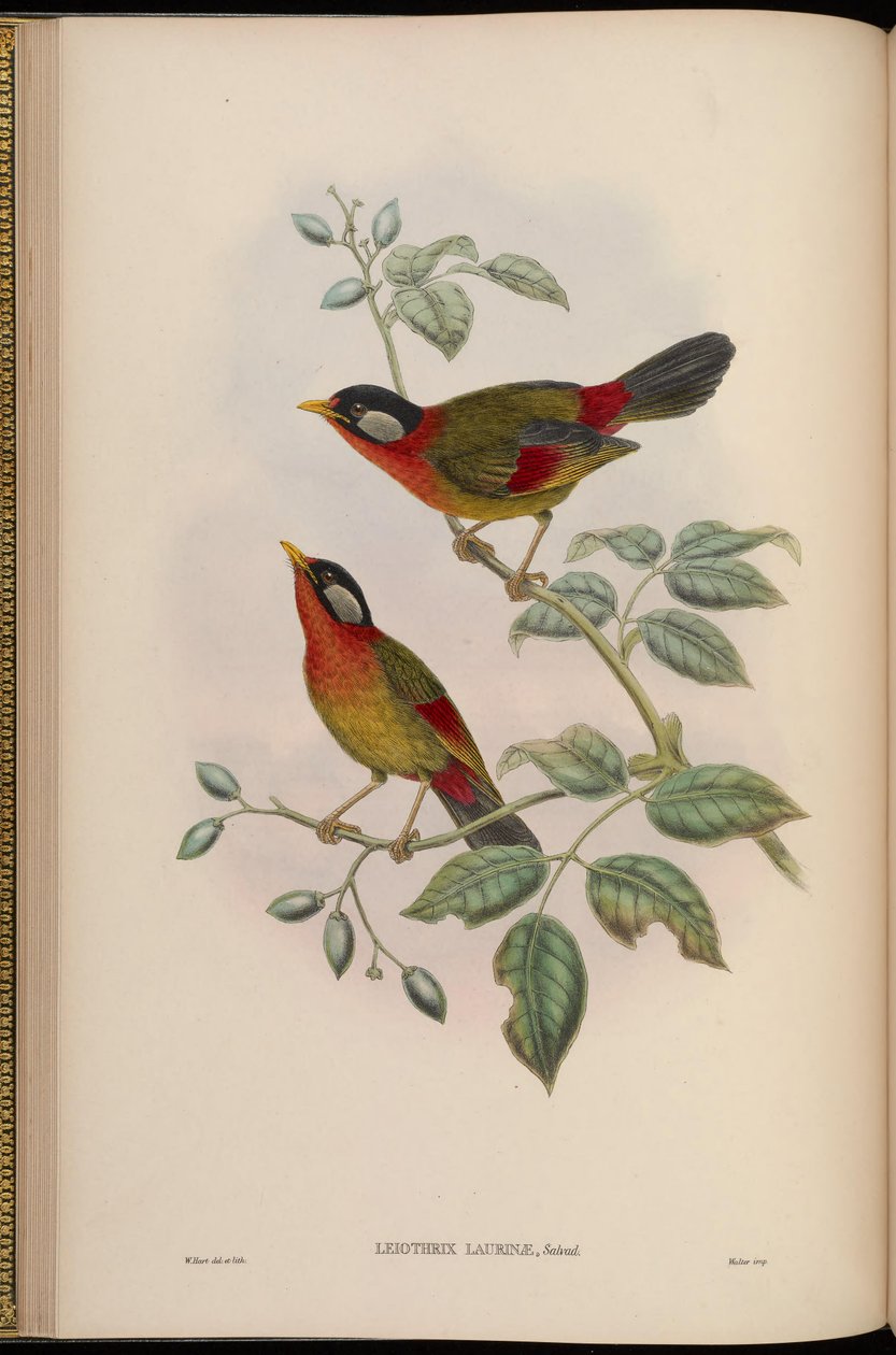 Leiothrix laurinae = Leiothrix argentauris laurinae af John Gould