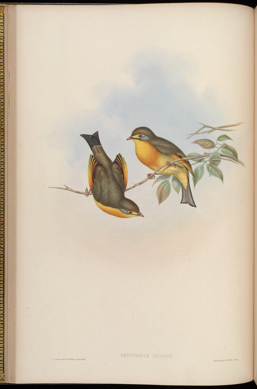 Leiothrix lutea af John Gould