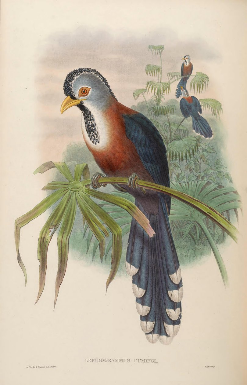 Lepidogrammus cumingi = Dasylophus cumingi af John Gould