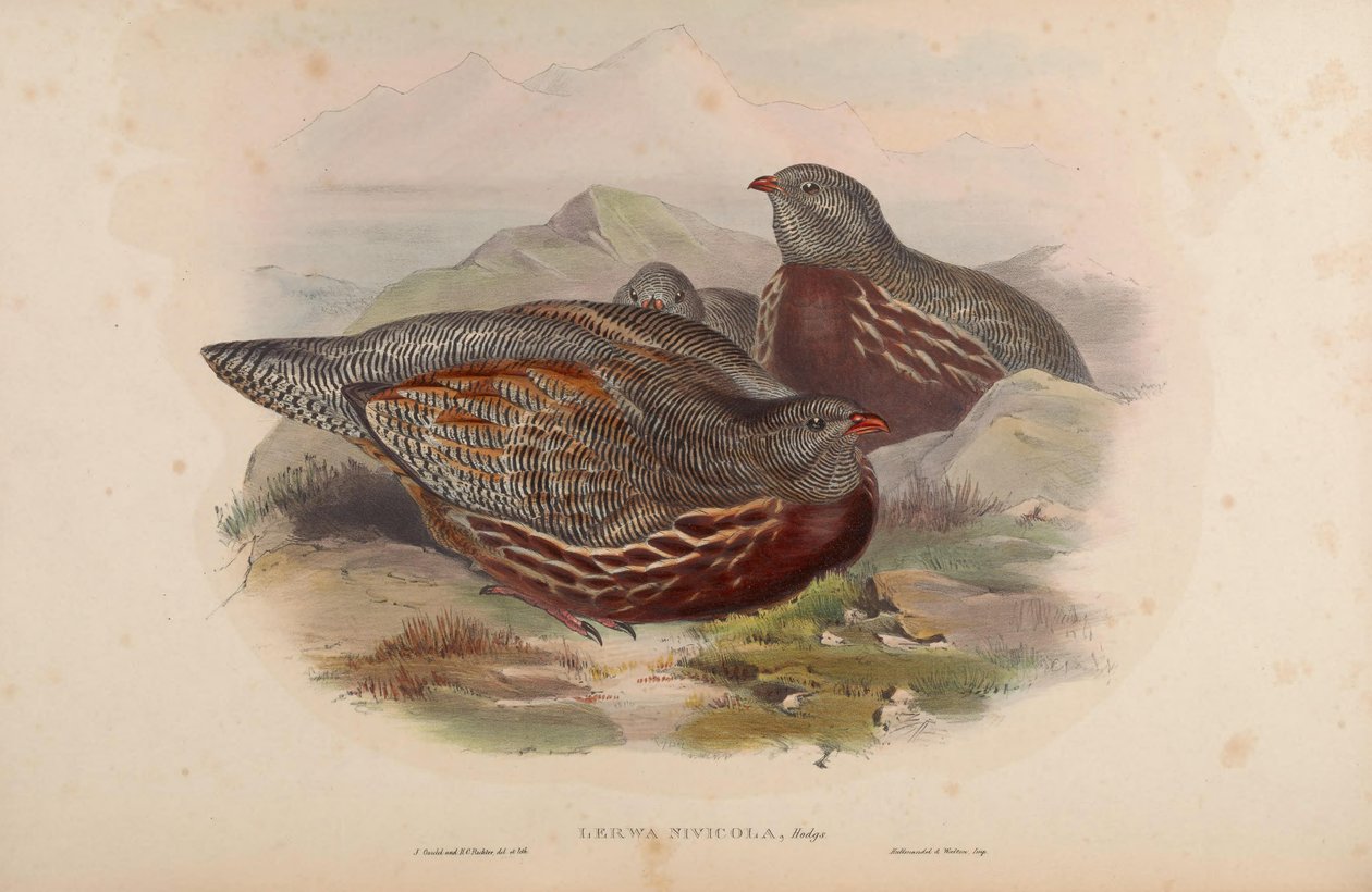 Lerwa nivicola = Lerwa lerwa af John Gould
