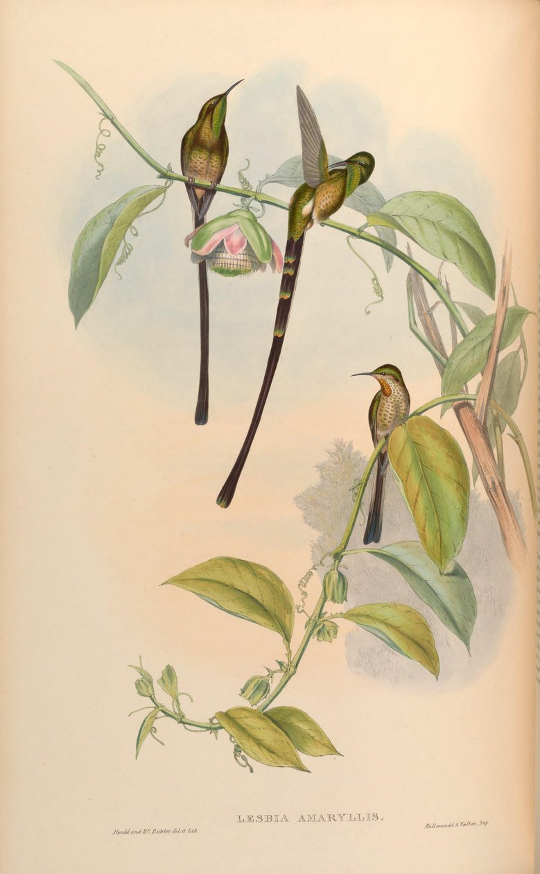Lesbia amaryllis = Lesbia amaryllis af John Gould