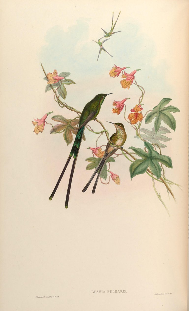 Lesbia eucharis = Lesbia victoriatoriae eucharis af John Gould