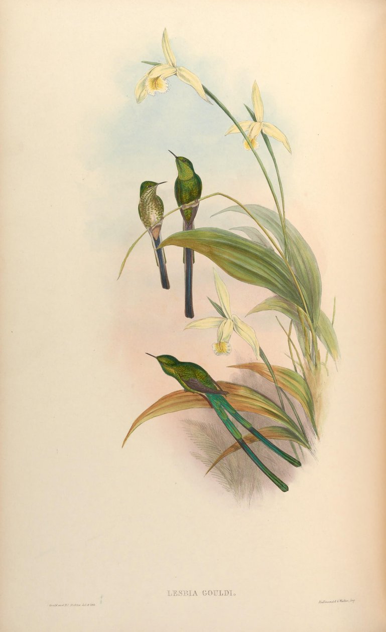 Lesbia gouldi = Lesbia nuna gouldii af John Gould