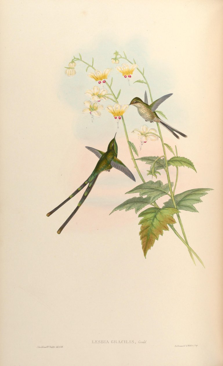 slank Lesbia = slank Lesbia af John Gould