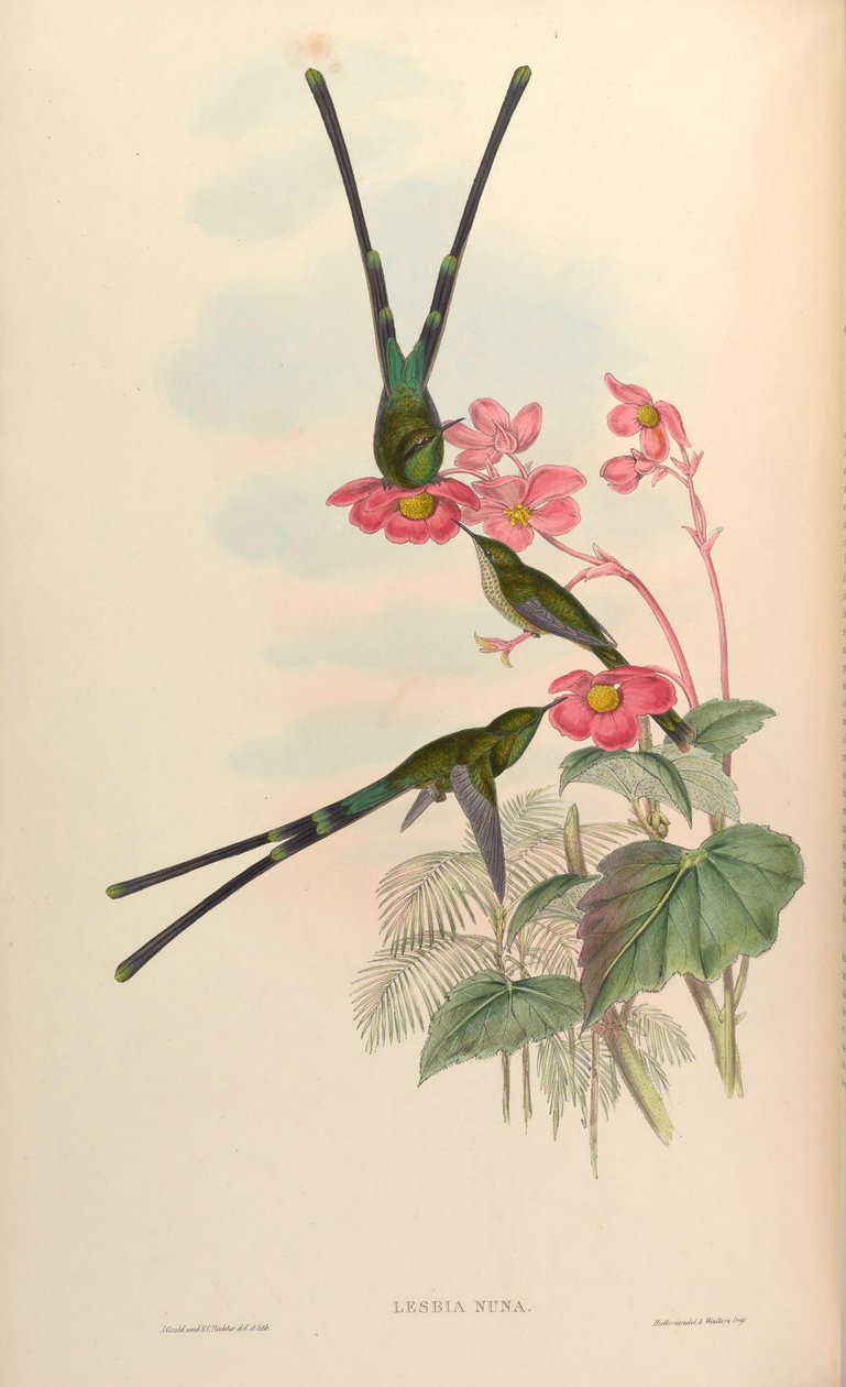 Lesbia nuna af John Gould