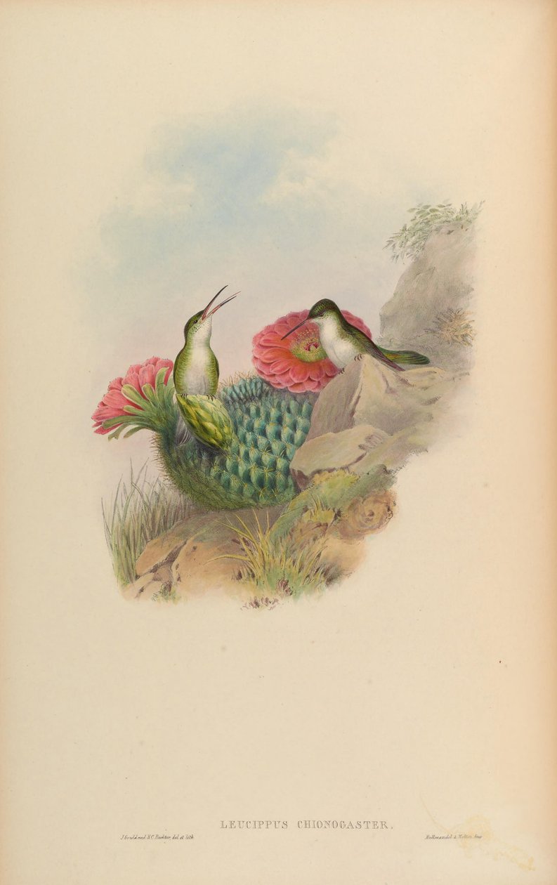 Leucippus chionogaster = Amazilia chionogaster af John Gould