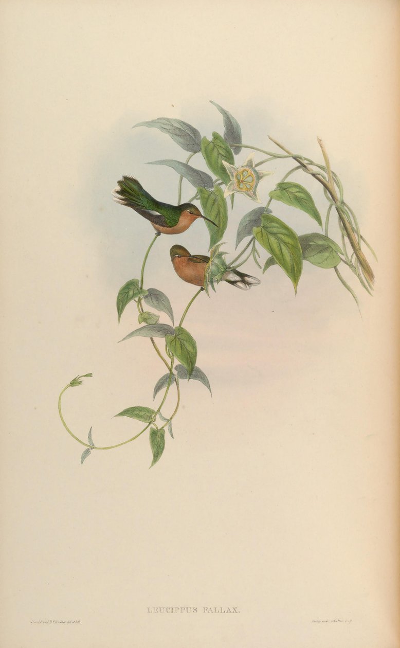 Leucippus fallax af John Gould