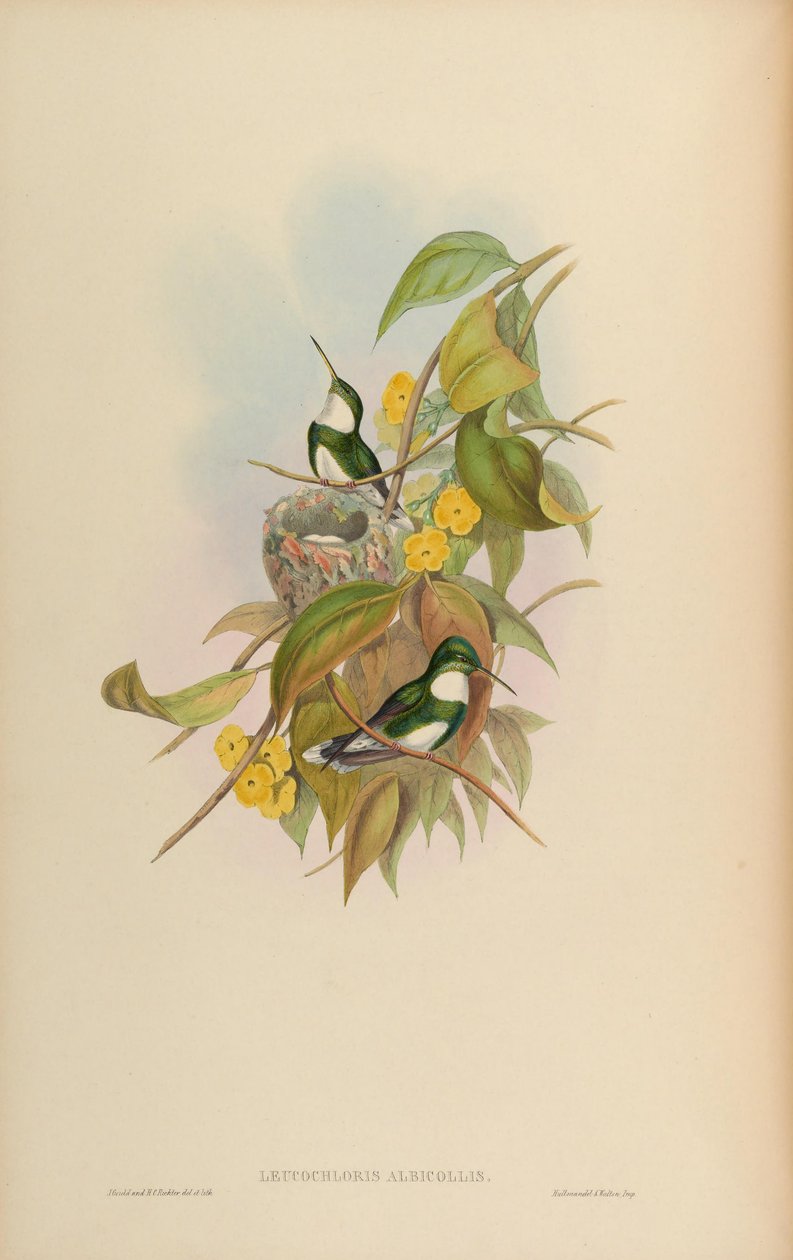 Leucochloris albicollis af John Gould