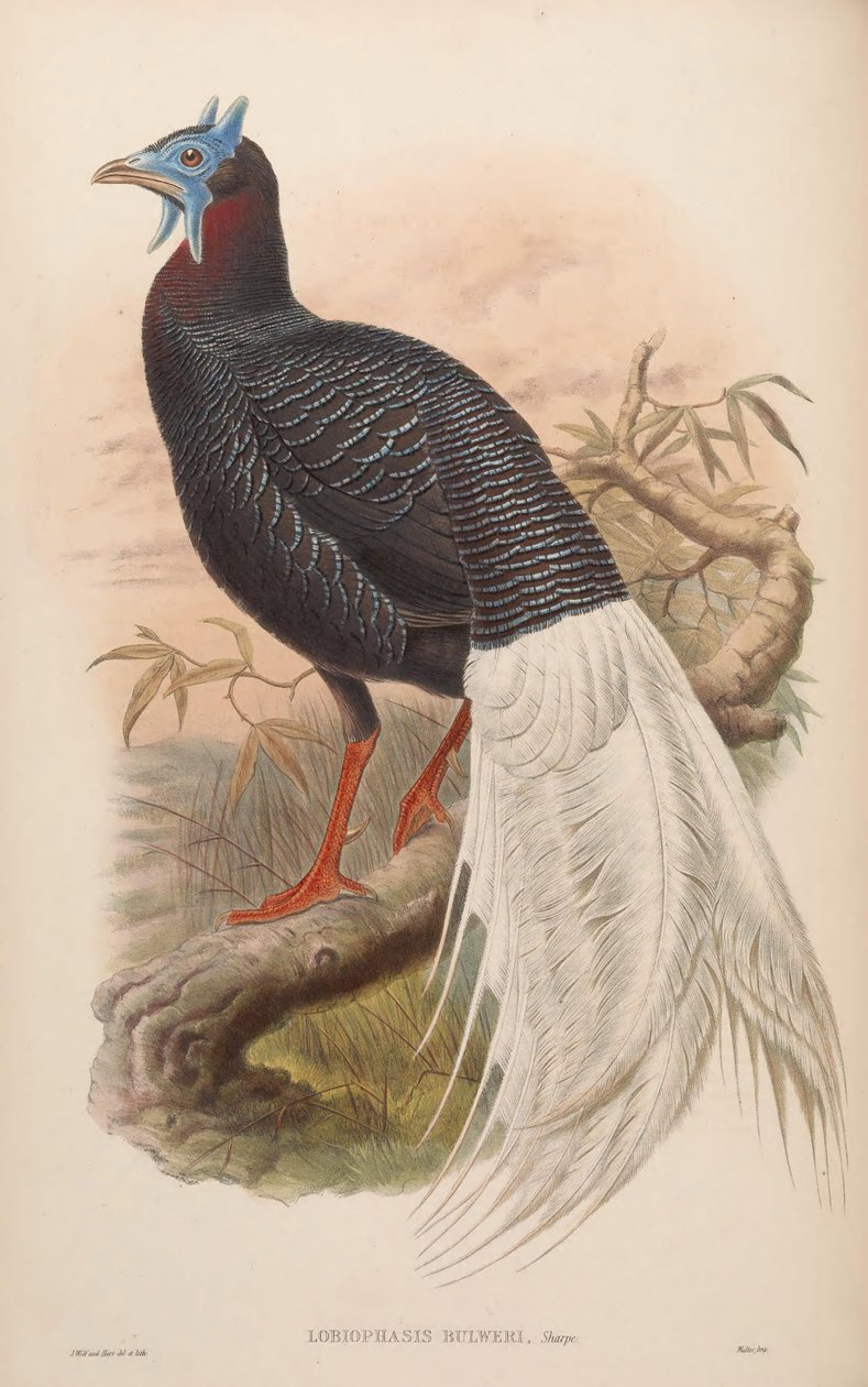 Lobiophasis bulweri = Lophura bulweri af John Gould