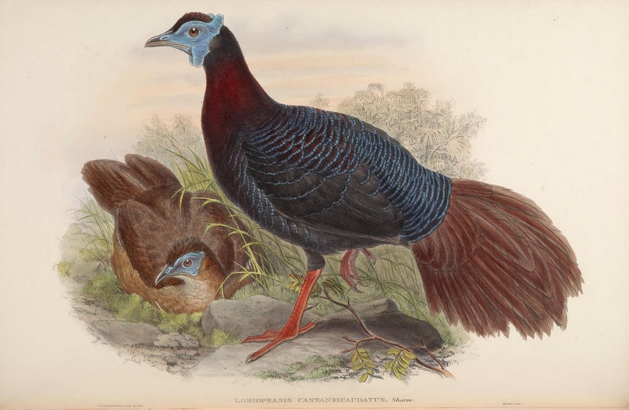 Lobiophasis castaneicaudatus = Lophura bulweri af John Gould