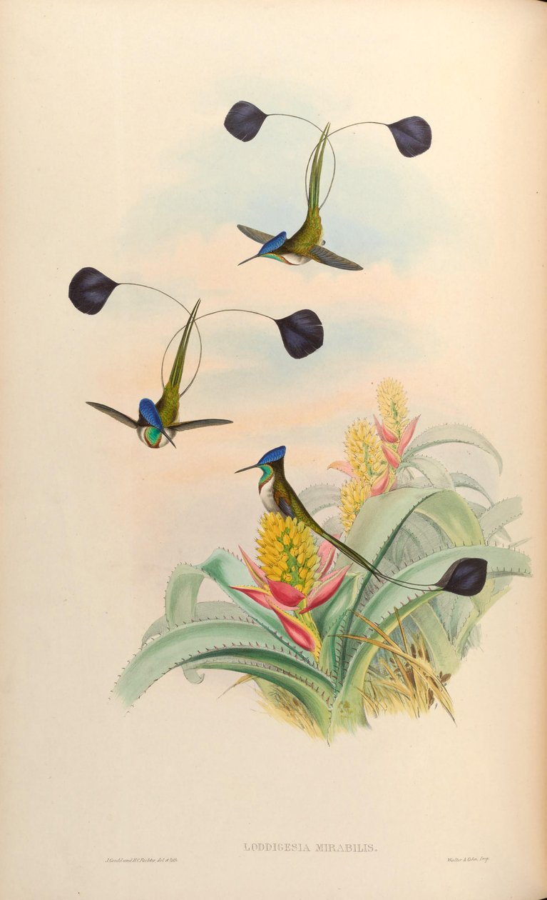 Loddigesia mirabilis af John Gould
