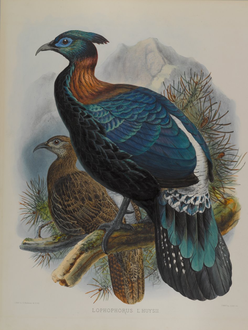 Lophophorus LHuysii af John Gould