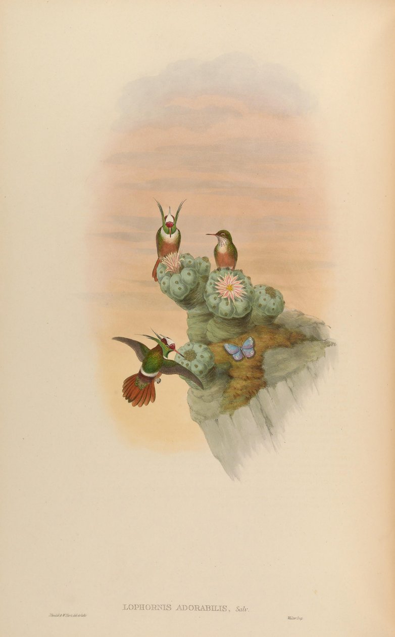 Lophornis adorabilis af John Gould