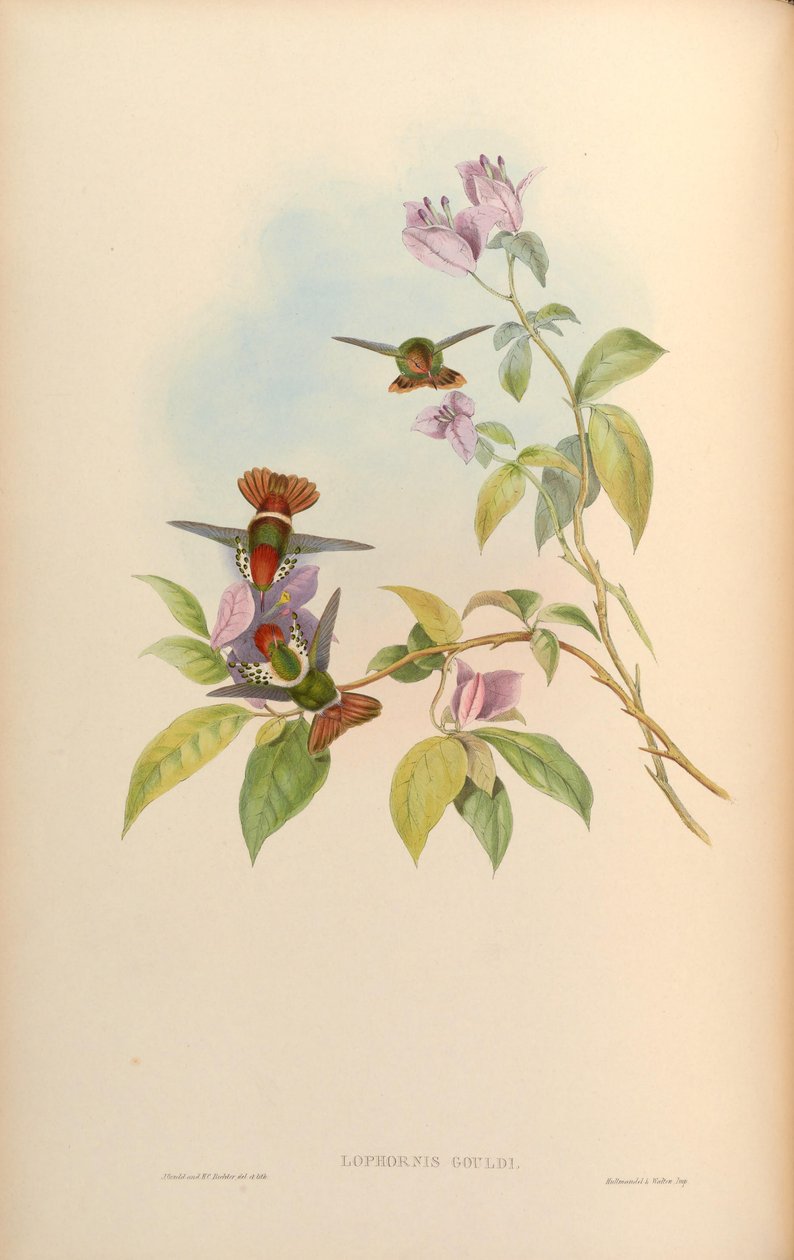Lophornis gouldii af John Gould