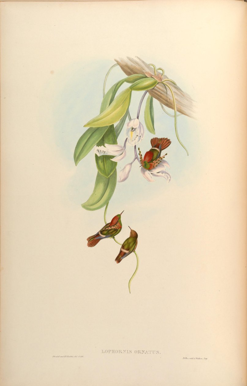 Lophornis ornamentus af John Gould